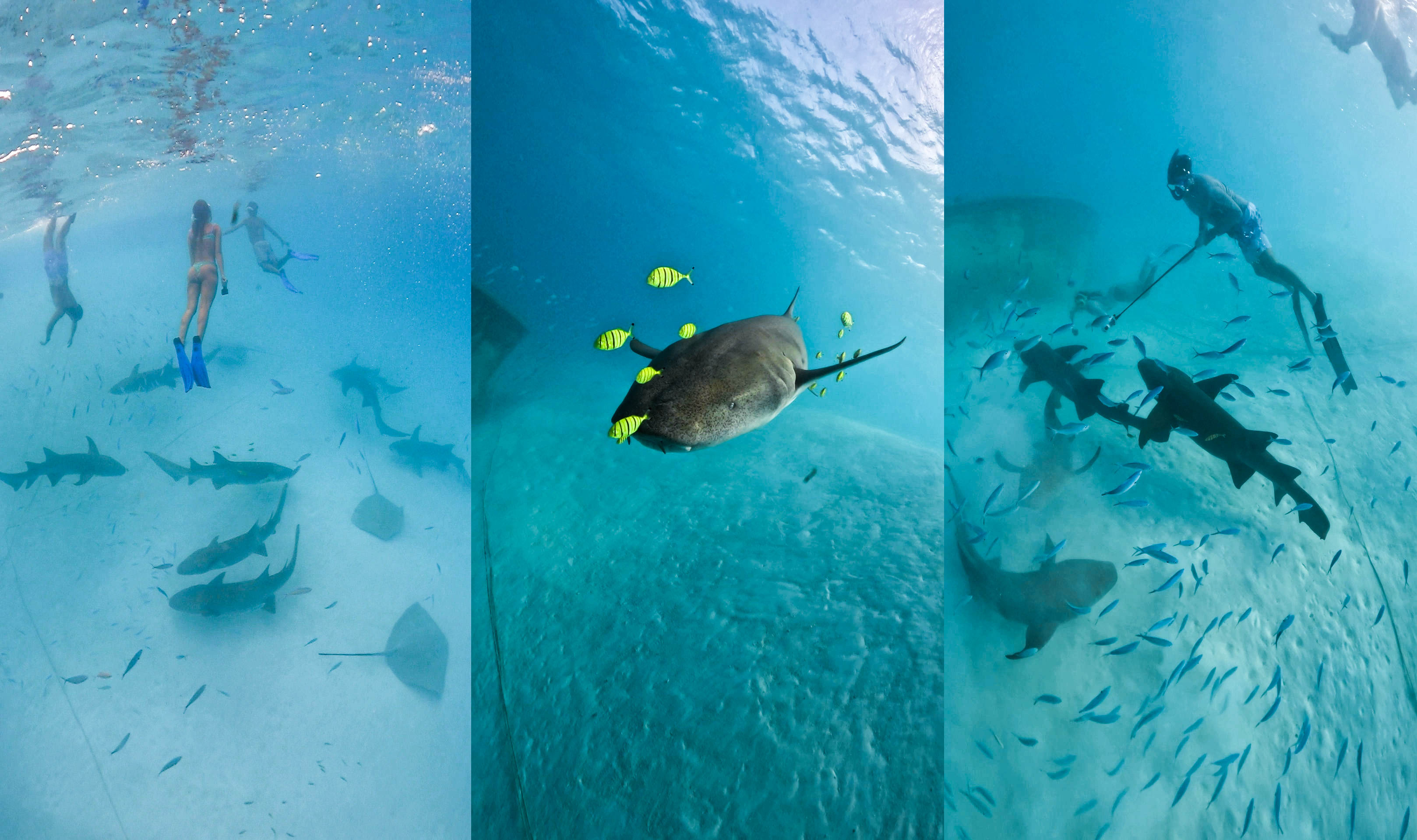 Nurse Shark Snorkeling – A Gentle ocean encounter